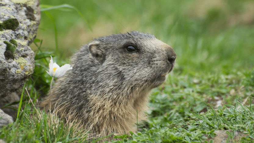 Una marmota al seu cau